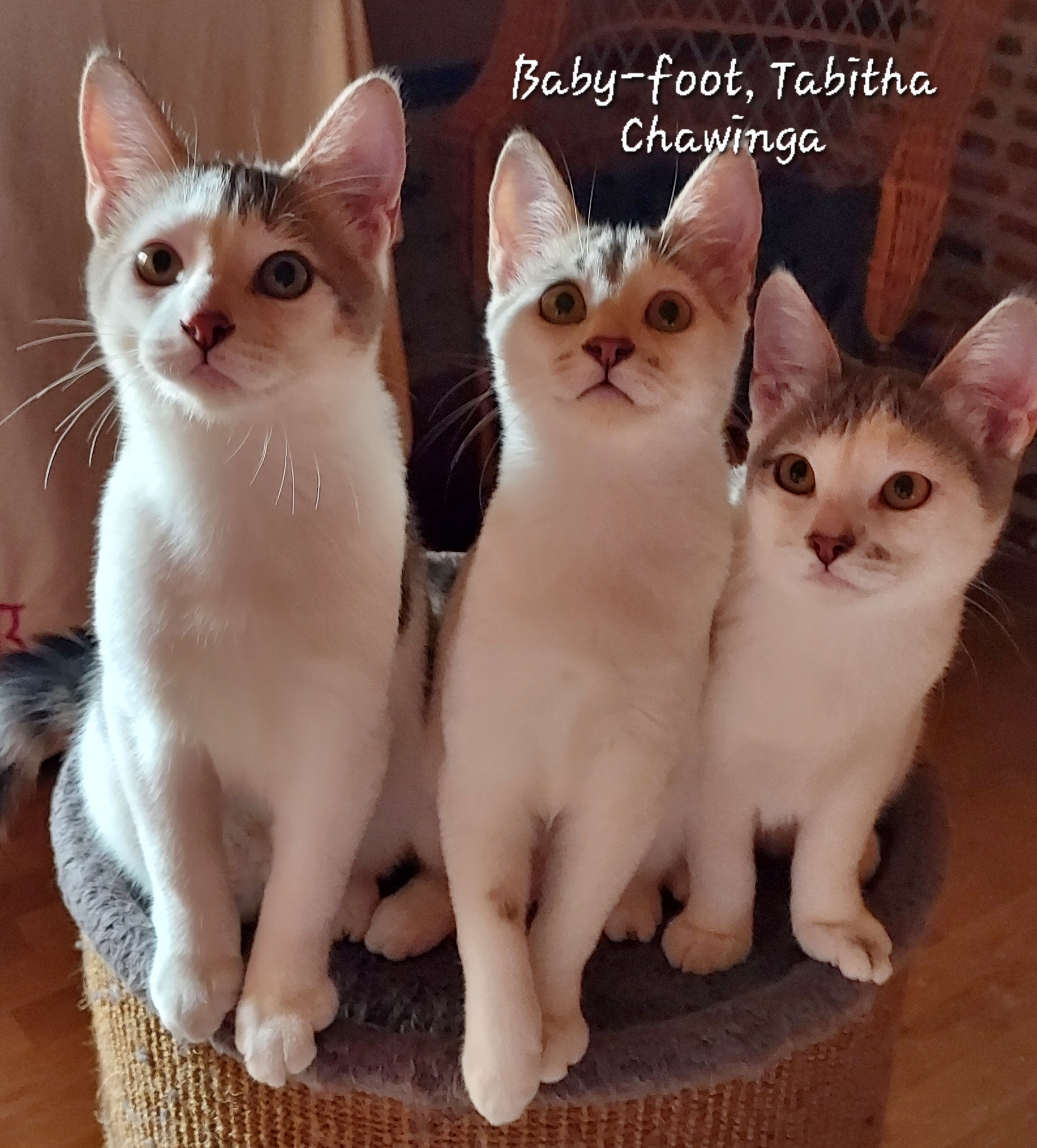 Baby-foot, Tabitha et Chawinga