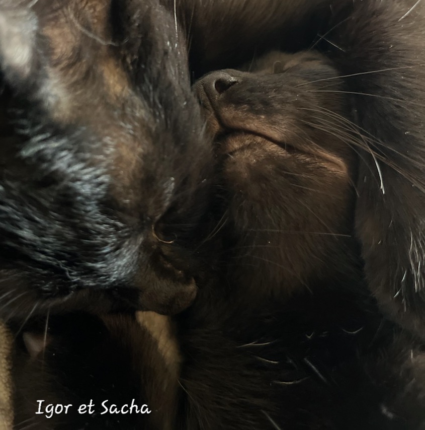 Igor et Sacha