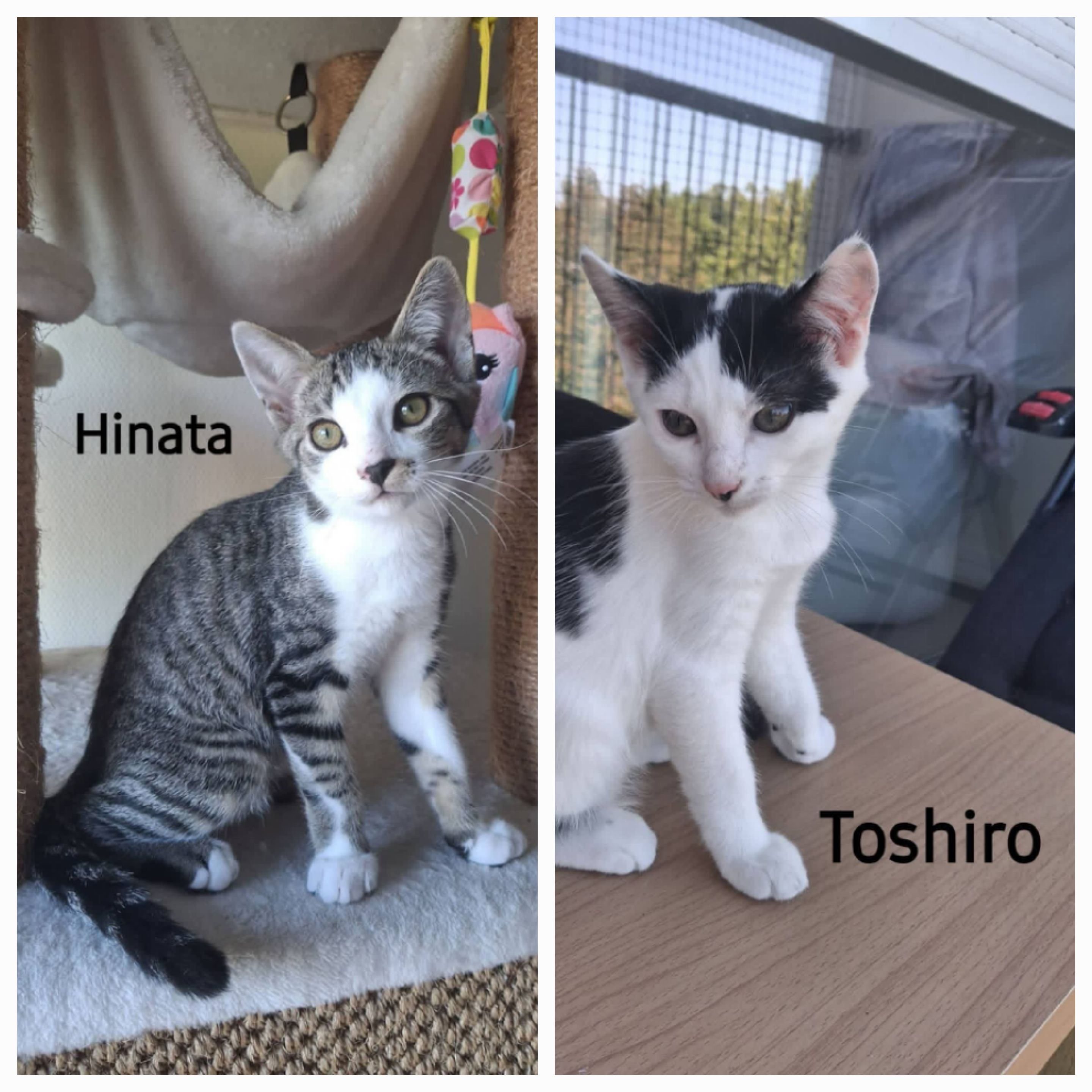 Hinata et Toshiro