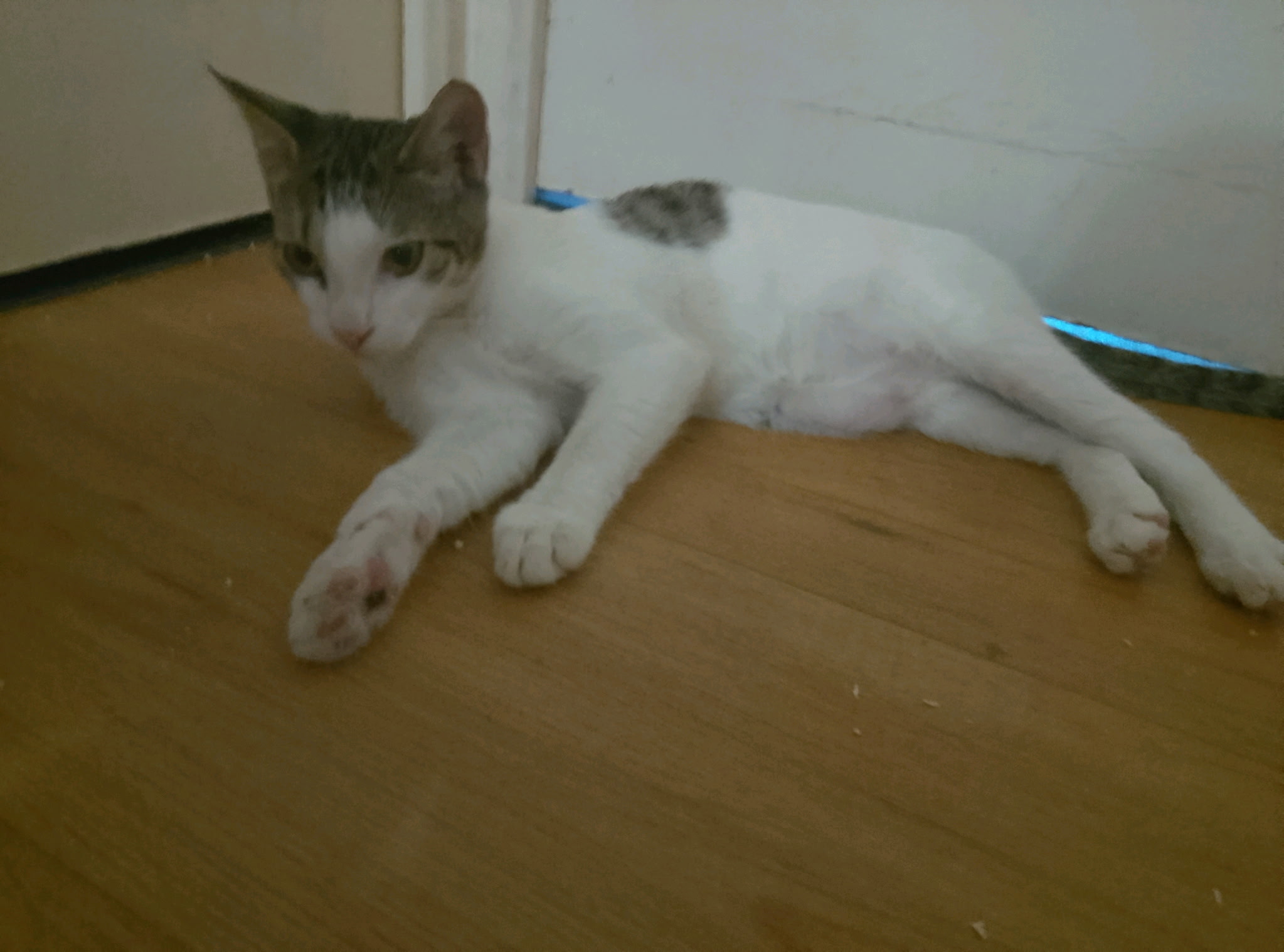 Mâle blanc et tabby