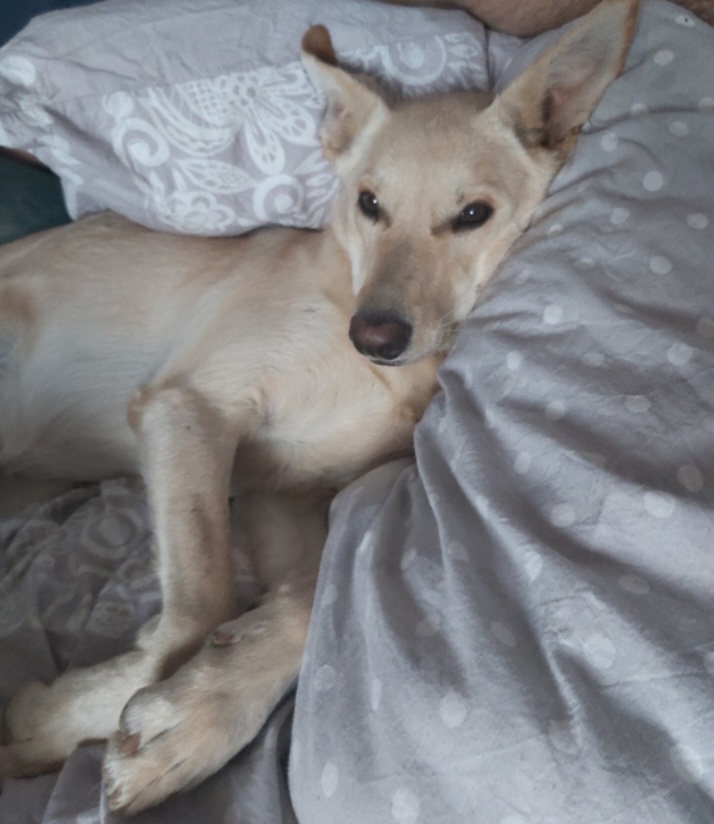 Lady